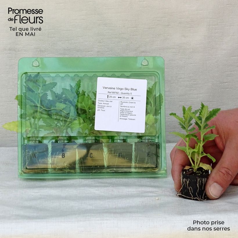 Exemplar von Verbene Virgo Sky Blue Mini-Plug Ø 3/4 cm wie im Frühjahr geliefert