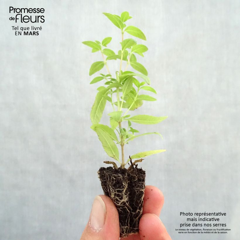 Example of Zitronenstrauch Bio - Aloysia citriodora Mini-Plug Ø 3/4 cm as you get in printemps