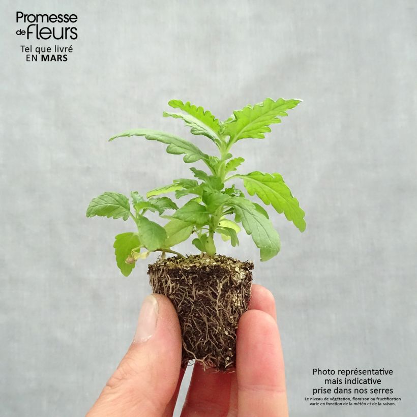 Example of Verbene Quartz Mix Jardi-Plug: Wurzelballen 3,8 cm x 3,2 cm in Anzuchtplatte à 15 Stück. as you get in printemps