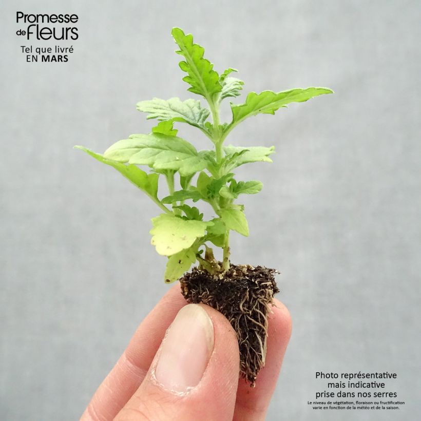 Example of Verbene Quartz Mix Mini-Plug: Plug 2,2 cm x 2 cm in Anzuchtplatte à 35 Stück as you get in printemps