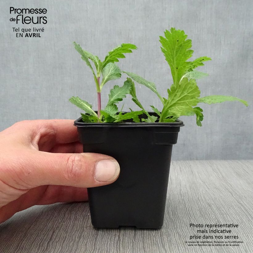 Example of Echtes Eisenkraut Bio - Verbena officinalis Kleine Töpfe von 7/8 cm as you get in printemps