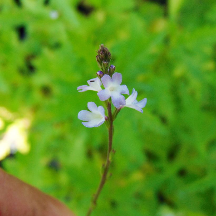 Echtes Eisenkraut - Verbena officinalis (Flowering)