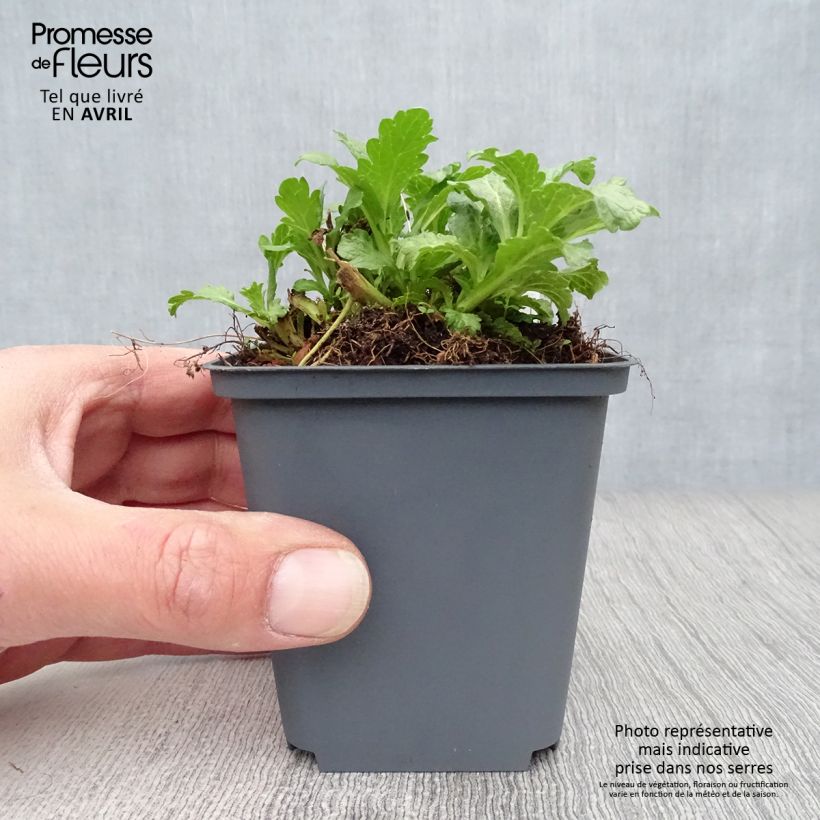 Example of Echtes Eisenkraut - Verbena officinalis Kleine Töpfe von 8/9 cm as you get in printemps