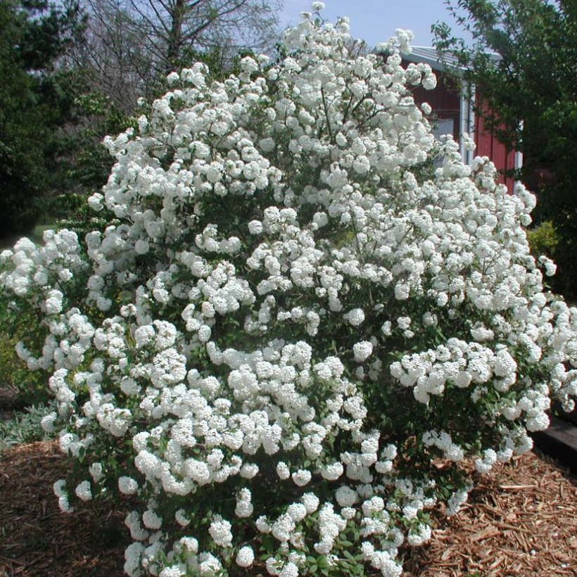 Schneeball Pragense - Viburnum (Wuchs)