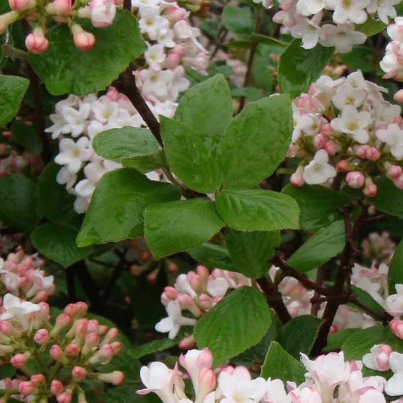 Oster-Schneeball Ann Russell - Viburnum burkwoodii (Foliage)