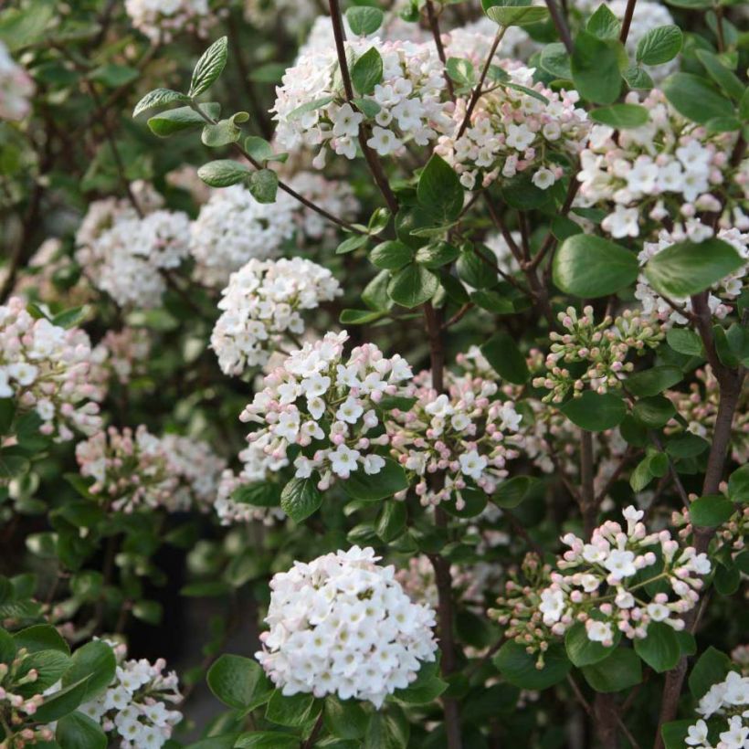Oster-Schneeball Ann Russell - Viburnum burkwoodii (Flowering)