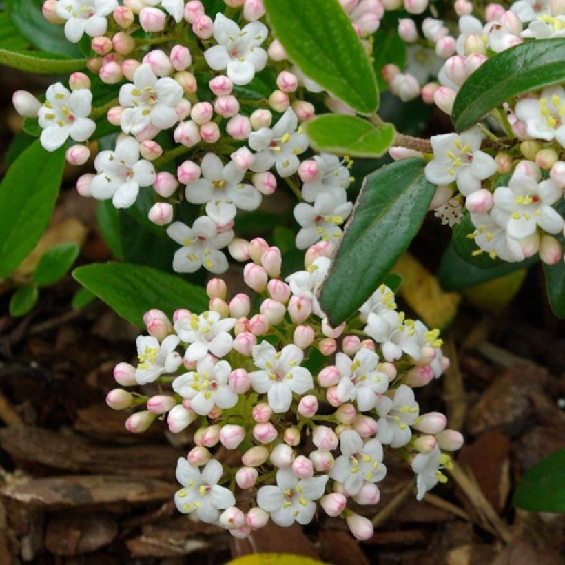 Oster-Schneeball Conoy - Viburnum burkwoodii (Blüte)