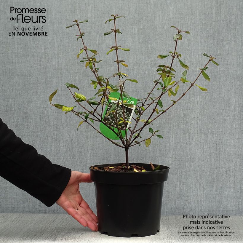 Exemplar von Oster-Schneeball Conoy - Viburnum burkwoodii Topf mit 4L/5L wie im Herbst geliefert