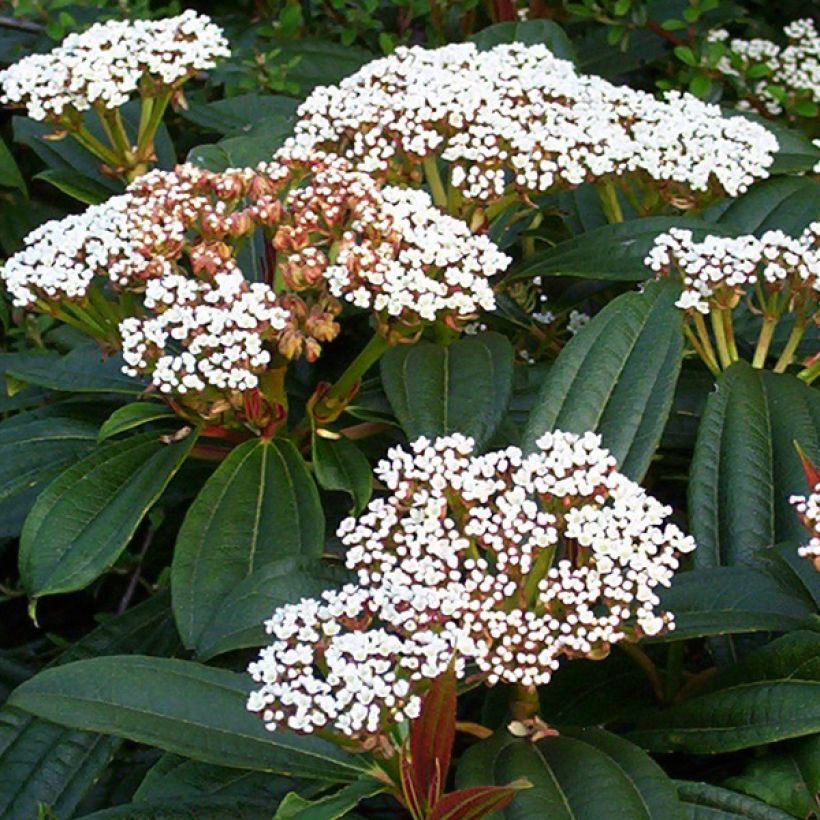 Immergrüner Kissen-Schneeball - Viburnum davidii (Flowering)