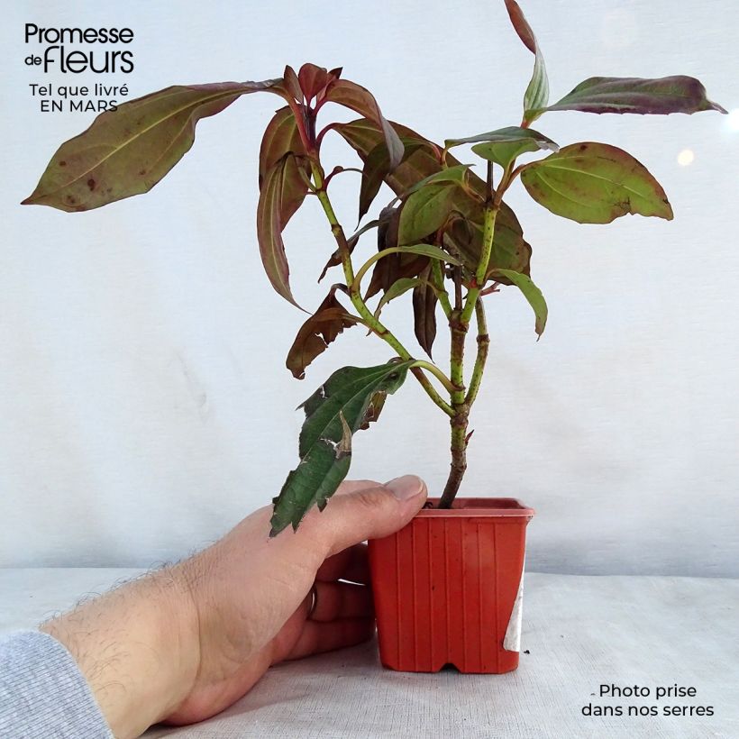 Example of Immergrüner Kissen-Schneeball - Viburnum davidii Kleine Töpfe von 8/9 cm as you get in printemps