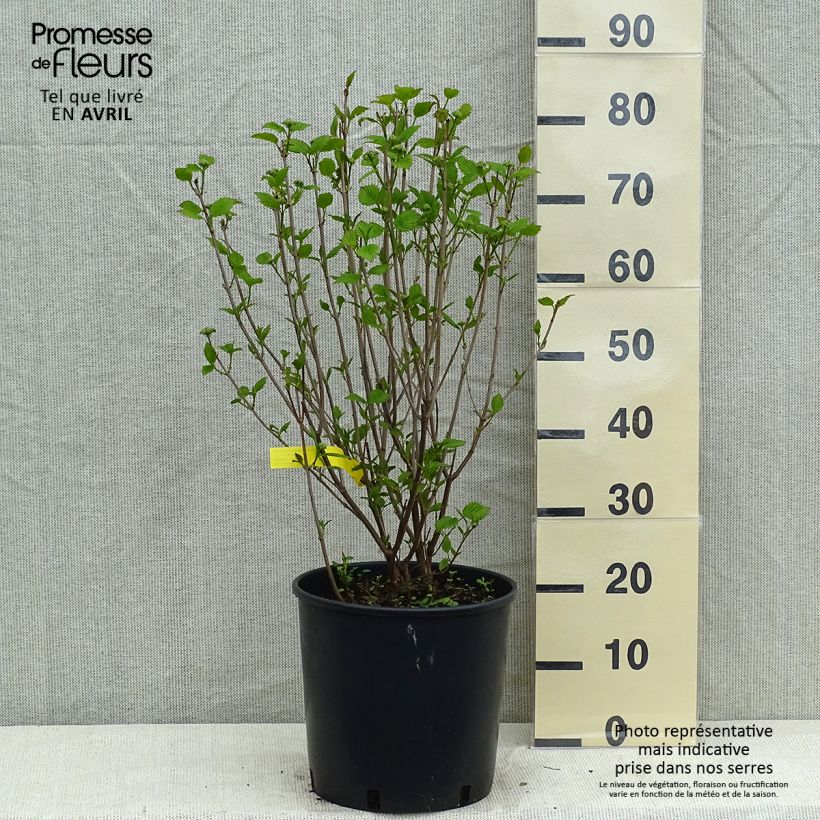 Example of Gezähnter Schneeball Blue Muffin - Viburnum dentatum Topf mit 12L/15L as you get in printemps