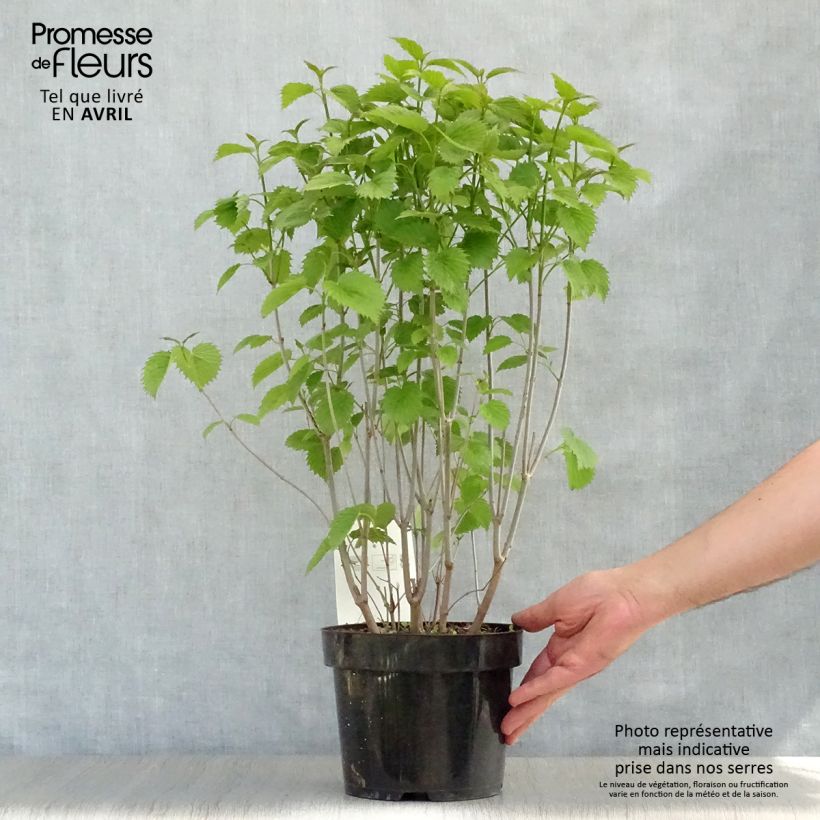 Example of Gezähnter Schneeball Blue Muffin - Viburnum dentatum Topf mit 3L/4L as you get in printemps