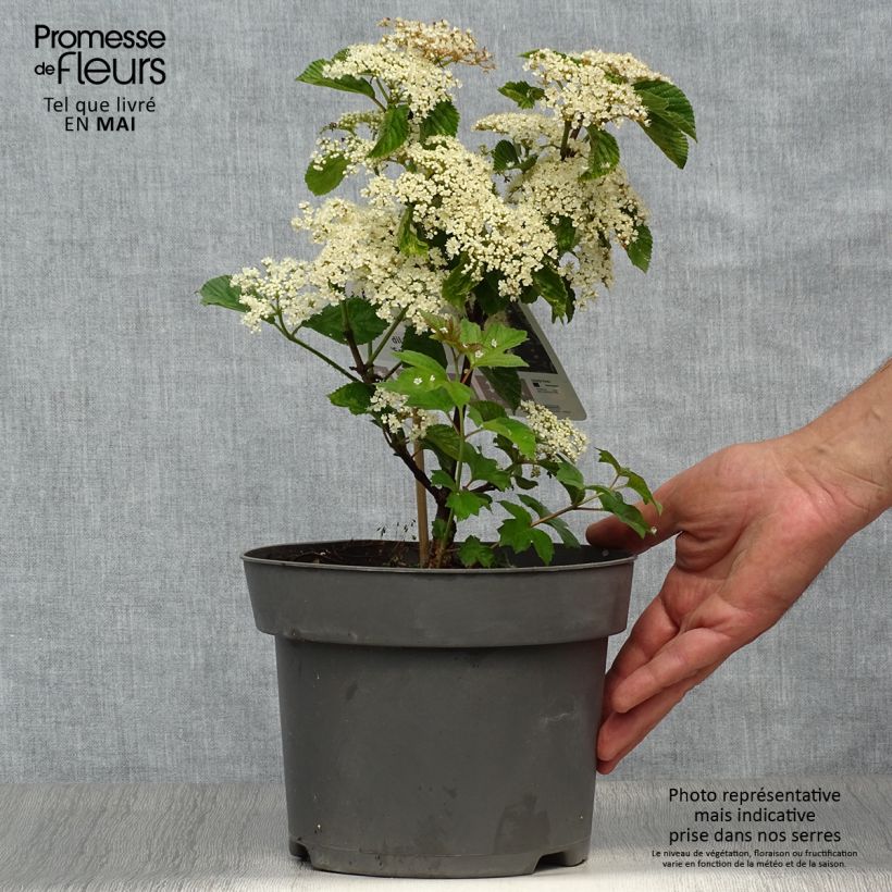 Example of Breitdoldiger Schneebal Sealing Wax - Viburnum dilatatum Topf mit 4L/5L as you get in printemps