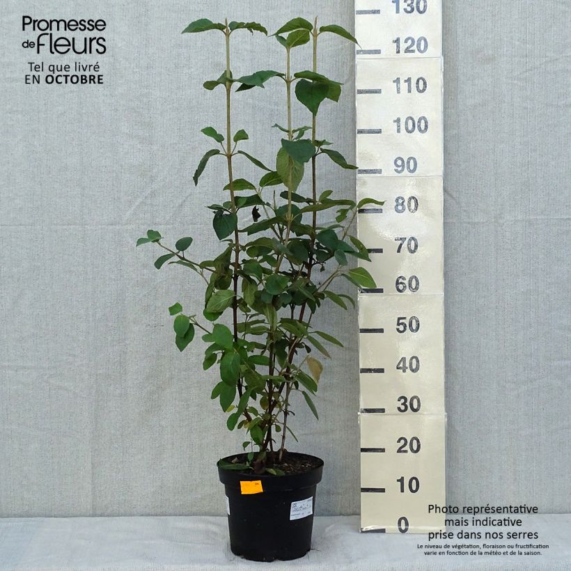 Exemplar von Wolliger Schneeball - Viburnum lantana Topf mit 4L/5L wie im Herbst geliefert