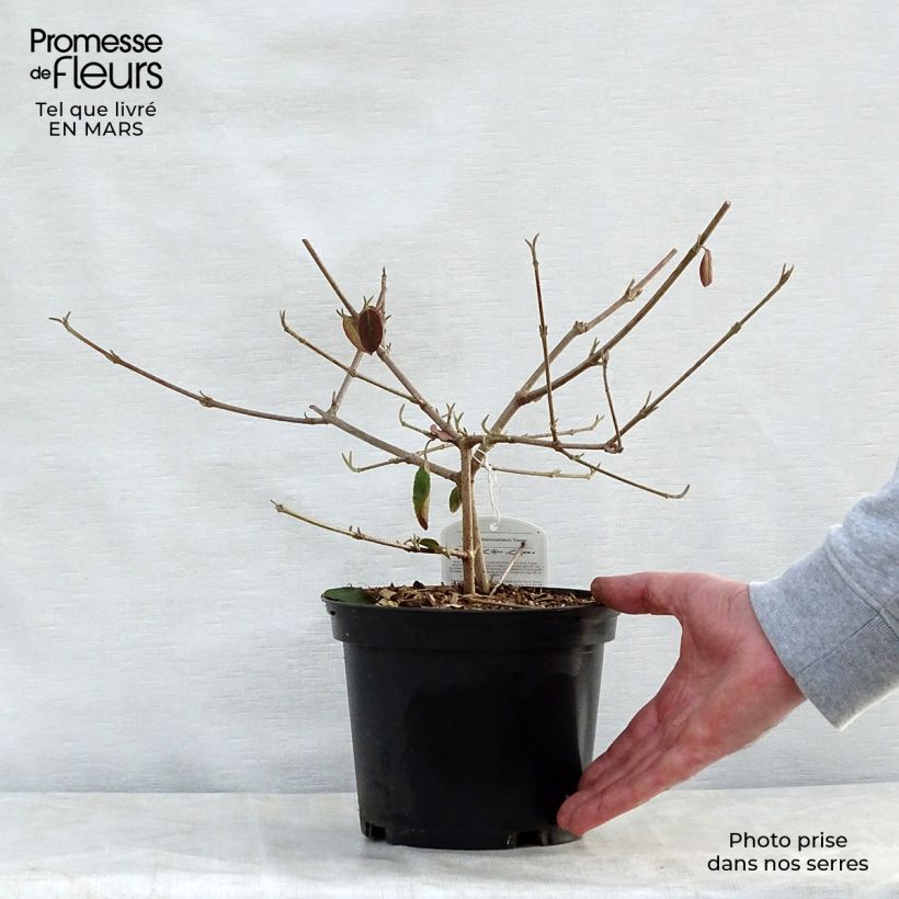 Example of Großblumiger Schneeball Happy Fortuna - Viburnum macrocephalum Topf mit 3L/4L as you get in printemps