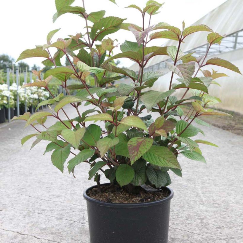 Japanischer Schneeball Grandiflorum Noble - Viburnum plicatum (Wuchs)