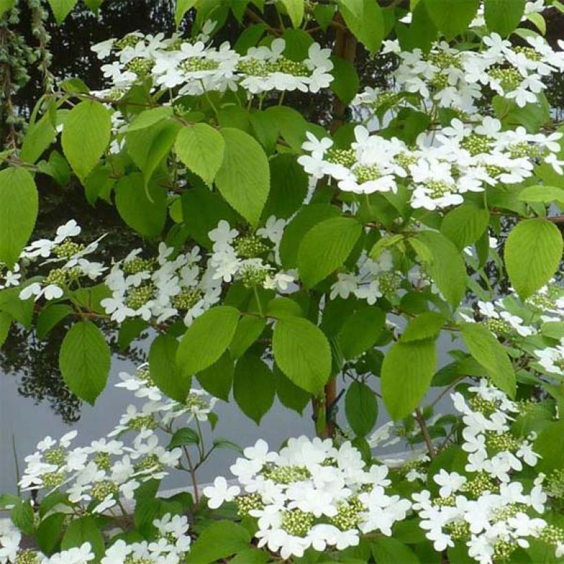 Japanischer Schneeball Kilimanjaro - Viburnum plicatum (Foliage)