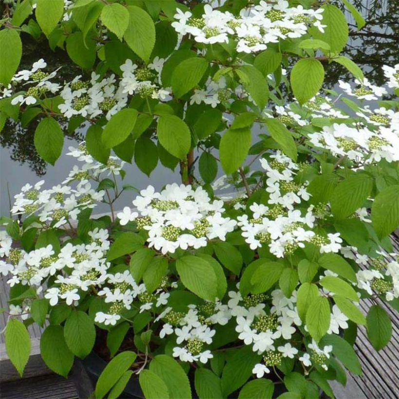 Japanischer Schneeball Kilimanjaro - Viburnum plicatum (Flowering)