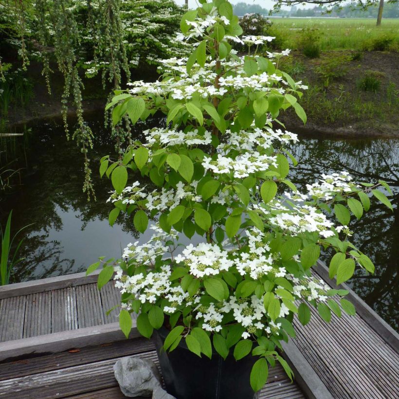 Japanischer Schneeball Kilimanjaro - Viburnum plicatum (Plant habit)