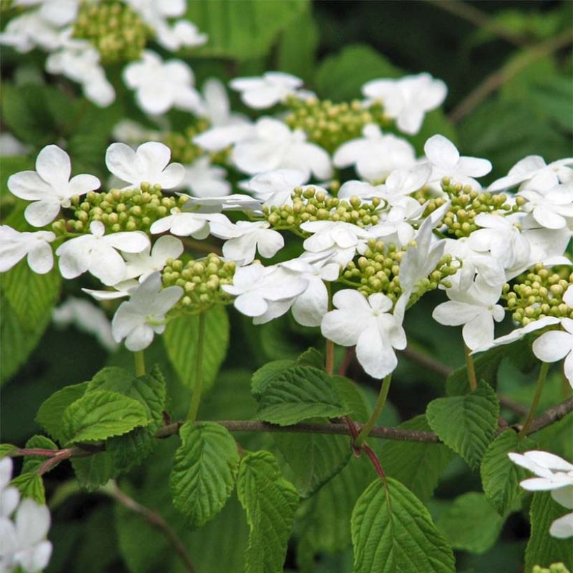 Japanischer Schneeball Tomentosum - Viburnum plicatum (Flowering)