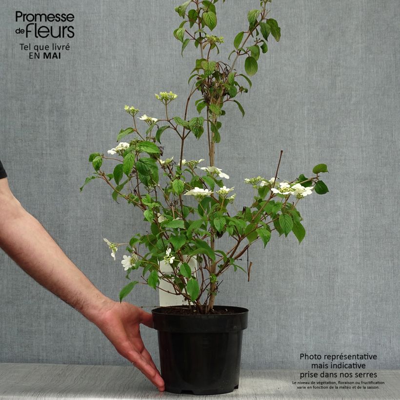Exemplar von Japanischer Schneeball Watanabe - Viburnum plicatum Topf mit 3L/4L wie im Frühjahr geliefert