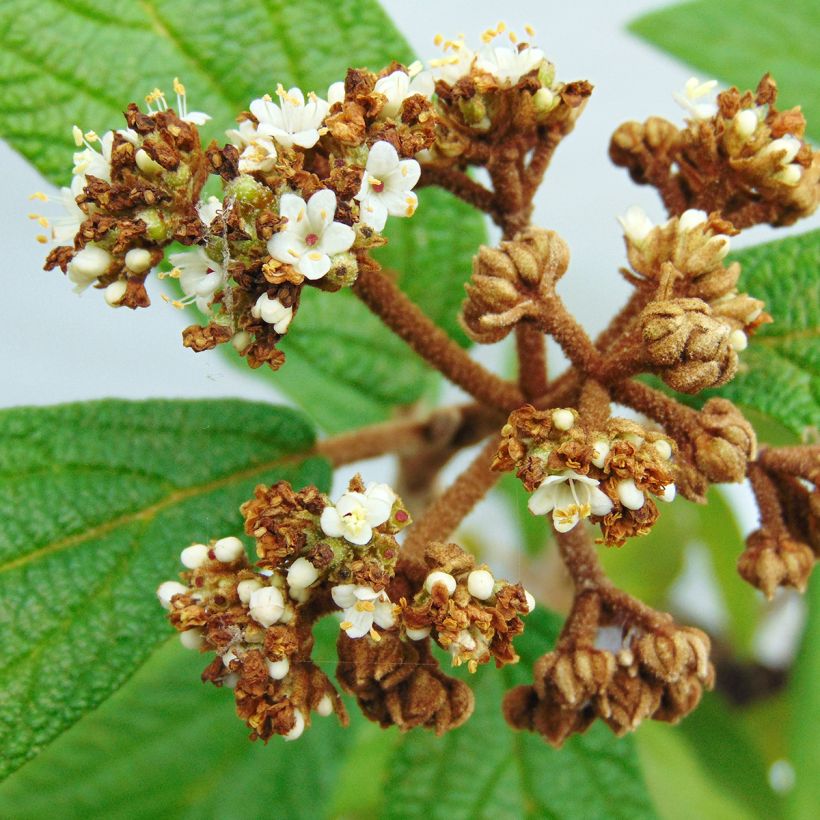 Runzelblättriger Schneeball - Viburnum rhytidophyllum (Flowering)
