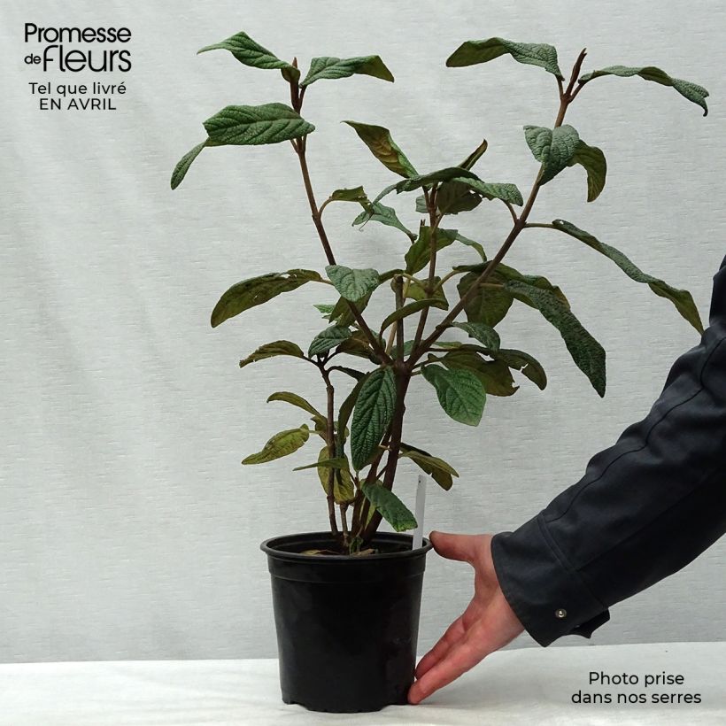 Example of Runzelblättriger Schneeball - Viburnum rhytidophyllum Topf mit 2L/3L as you get in printemps