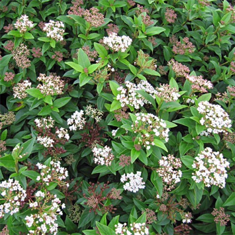 Lorbeerblättriger Schneeball Eve Price - Viburnum tinus (Flowering)