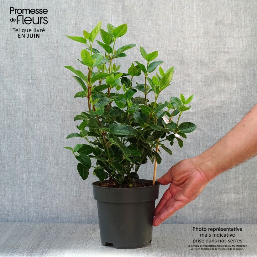 Exemplar von Lorbeerblättriger Schneeball Eve Price - Viburnum tinus Topf mit 2L/3L wie im Sommer geliefert