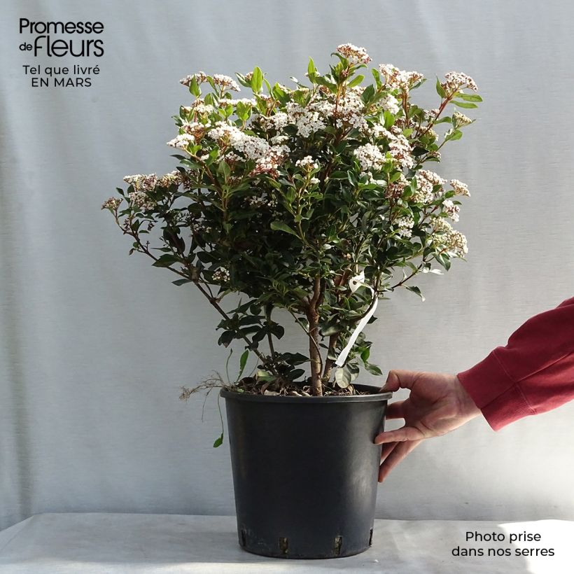 Example of Lorbeerblättriger Schneeball Eve Price - Viburnum tinus Topf mit 7,5L/10L as you get in printemps