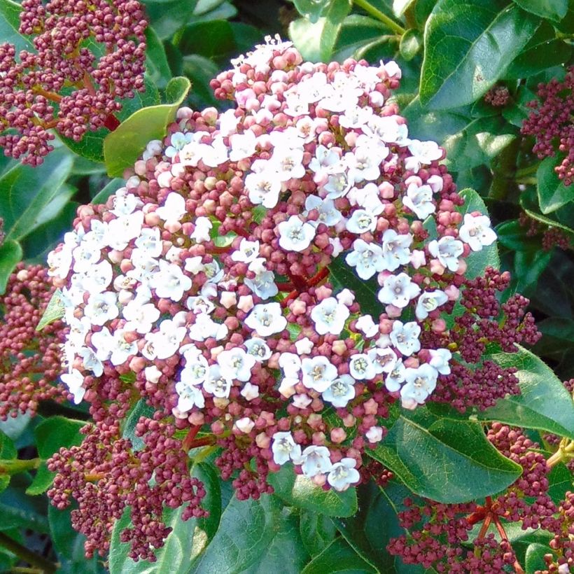 Lorbeerblättriger Schneeball Gwenllian - Viburnum tinus (Flowering)