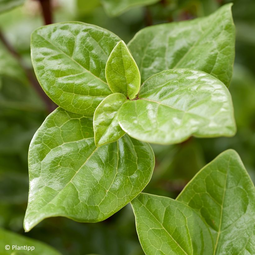 Lorbeerblättriger Schneeball Rock'n Rolla - Viburnum tinus (Laub)