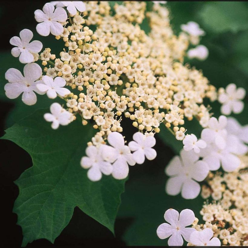 Amerikanischer Schneeball Wentworth - Viburnum trilobum (Flowering)