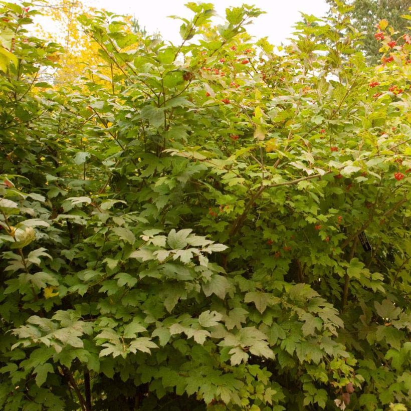 Amerikanischer Schneeball Wentworth - Viburnum trilobum (Plant habit)