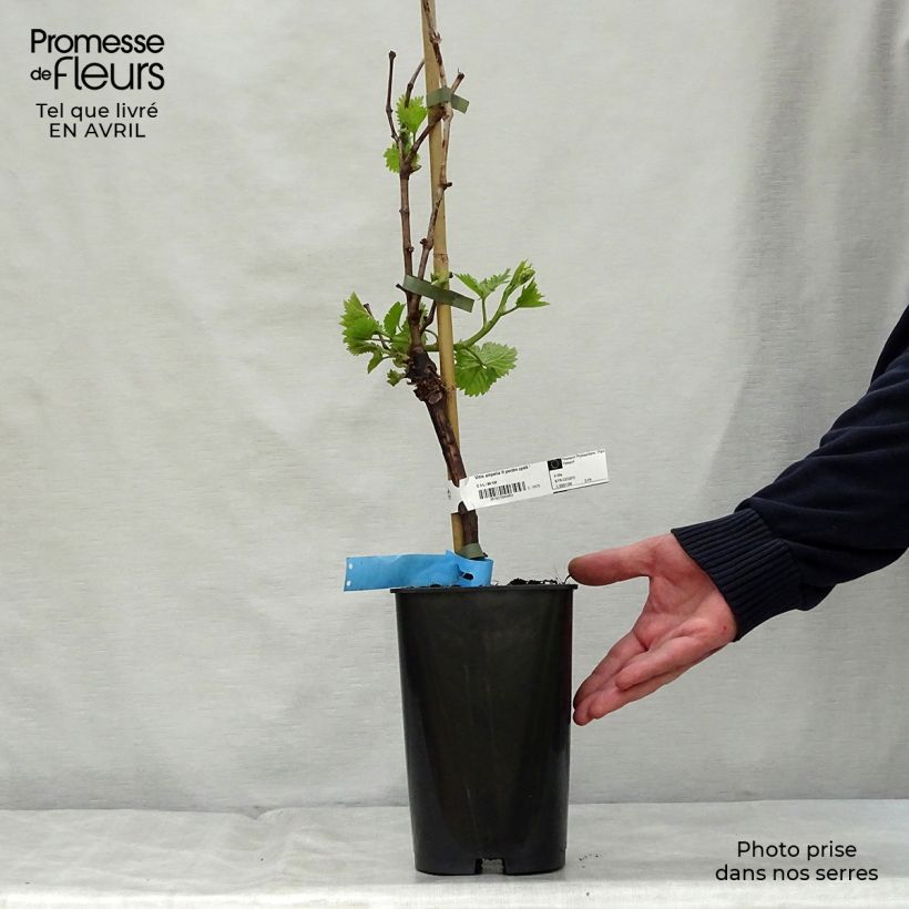Example of Weinrebe Ampelia Perdin Topf mit 1,5L/2L as you get in printemps