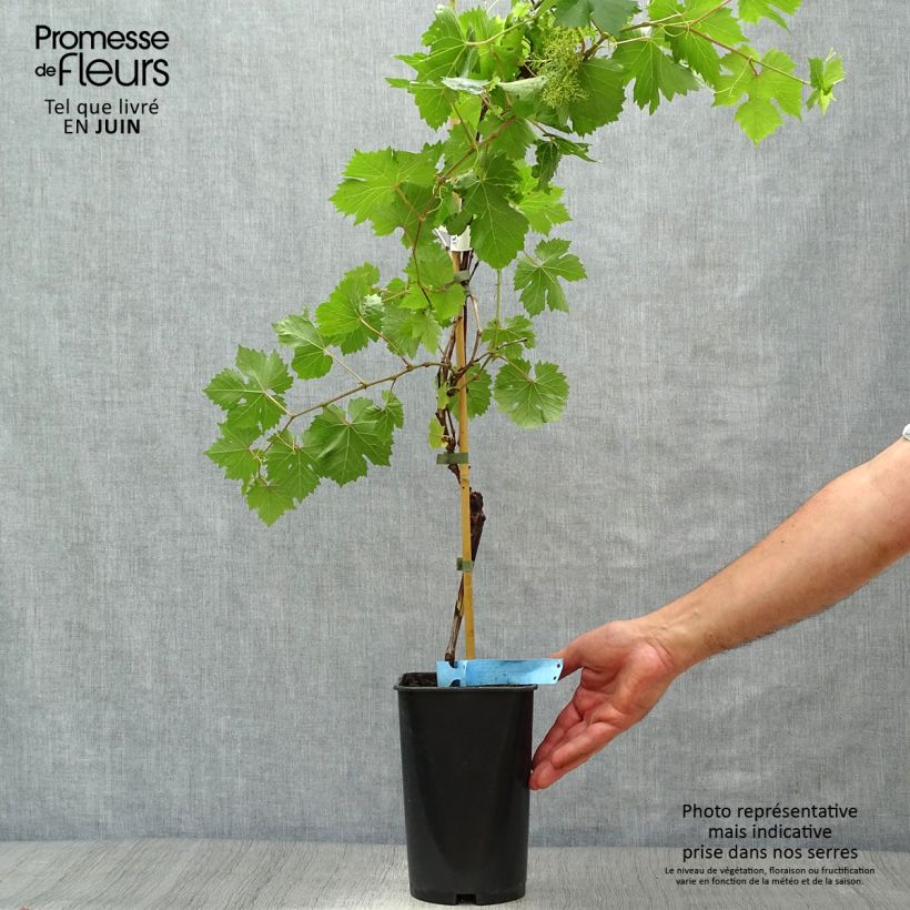 Exemplar von Weinrebe Ampelia Perdin Topf mit 1,5L/2L wie im Sommer geliefert