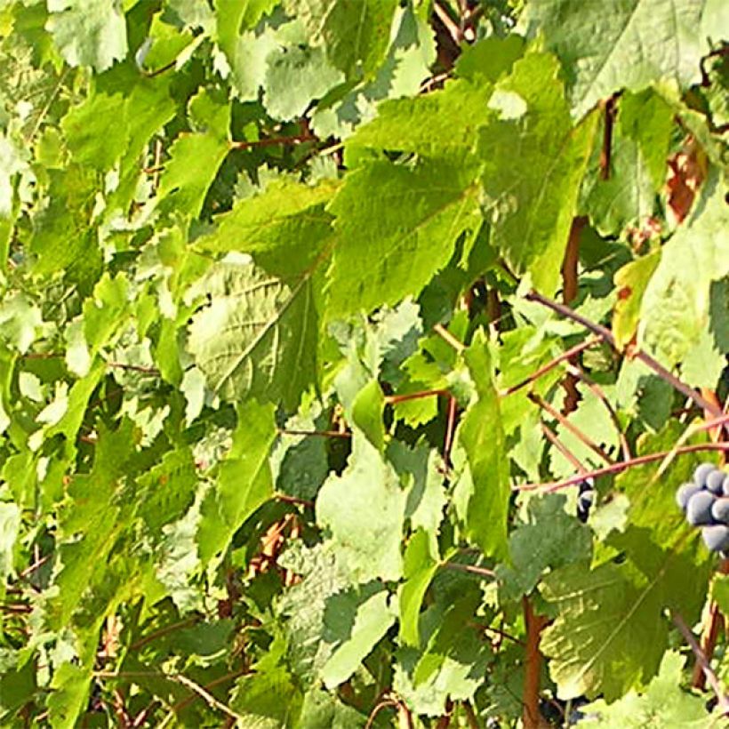 Weinrebe Cabernet Franc (Foliage)