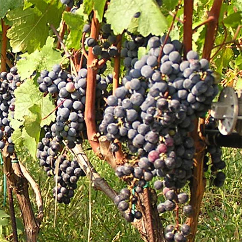 Weinrebe Cabernet Franc (Harvest)