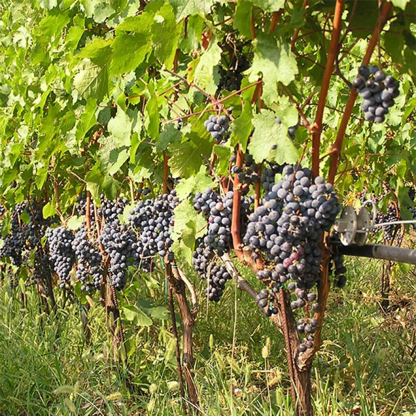 Weinrebe Cabernet Franc (Plant habit)