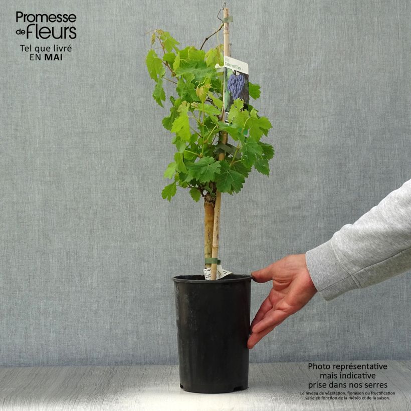 Example of Weinrebe Cabernet Franc Topf mit 2L/3L as you get in printemps