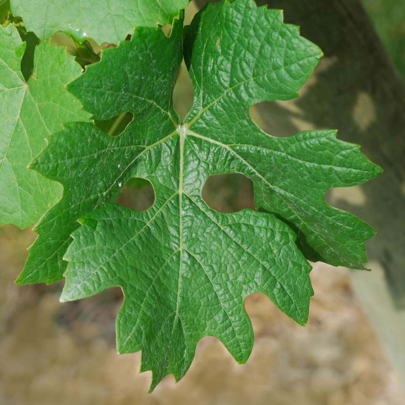 Weinrebe Cabernet Sauvignon (Foliage)