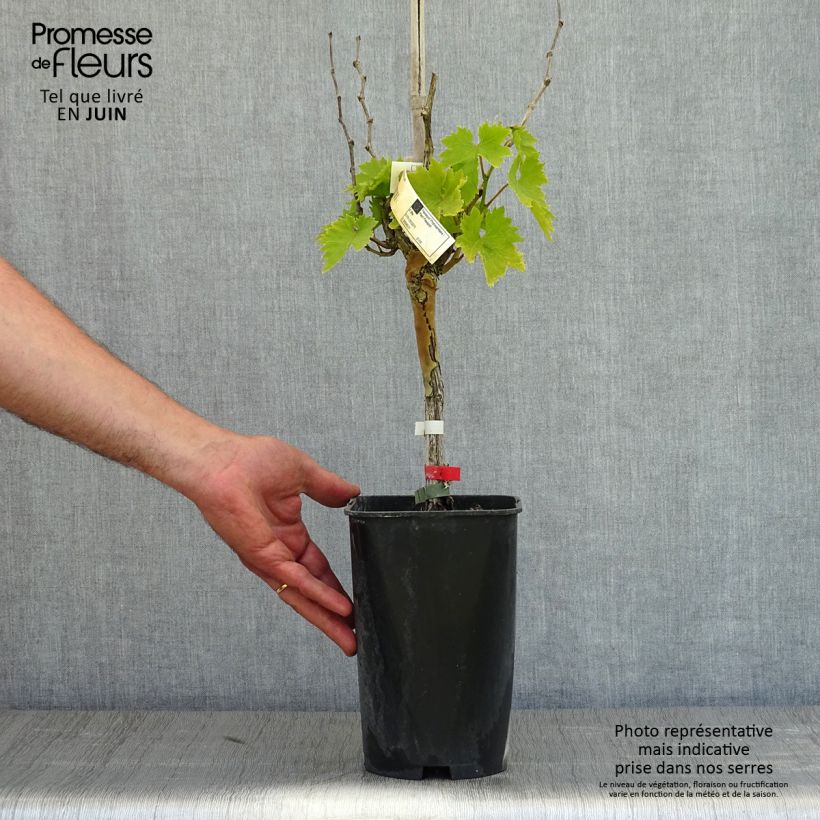 Example of Weinrebe Cardinal Topf mit 1,5L/2L as you get in printemps