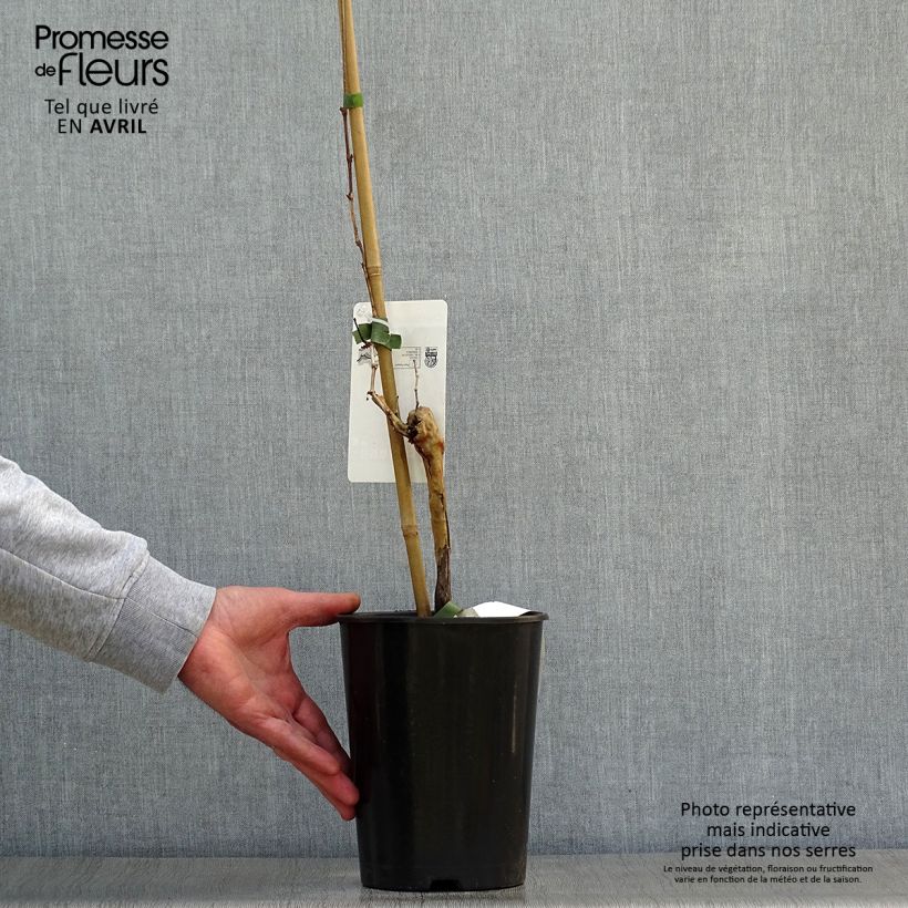 Example of Weinrebe Chardonnay Topf mit 2L/3L as you get in printemps