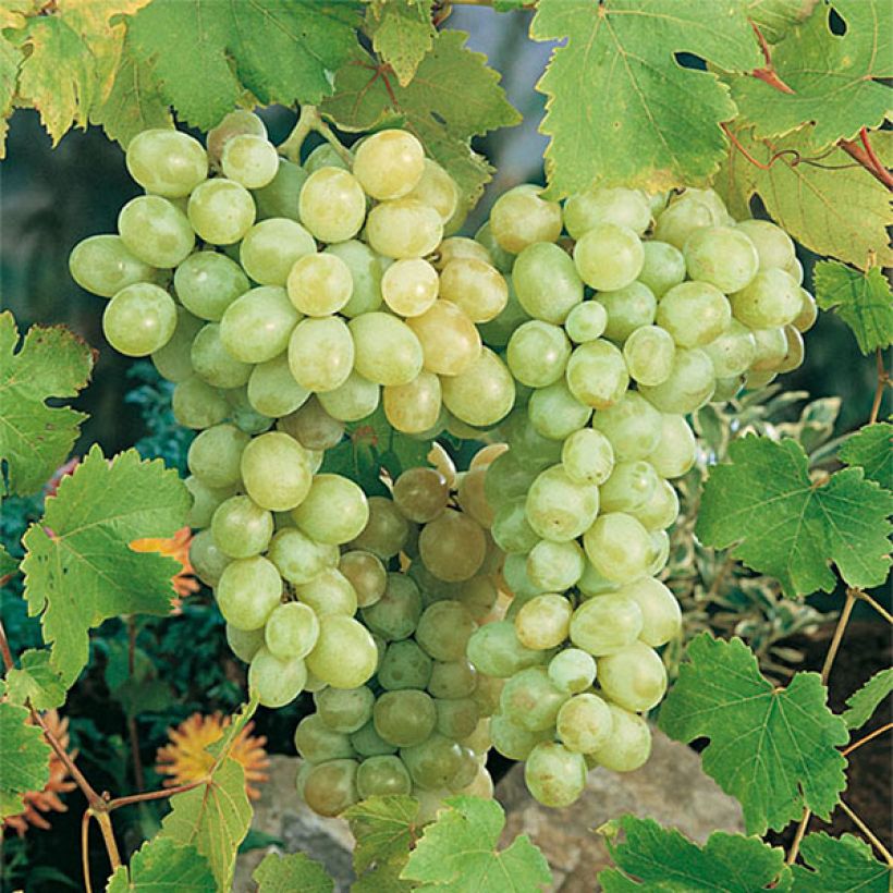 Weinrebe Italia (Harvest)