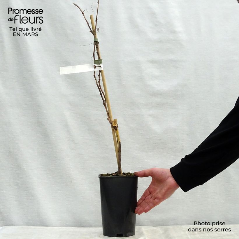 Example of Weinrebe Madeleine Royale Topf mit 2L/3L as you get in printemps