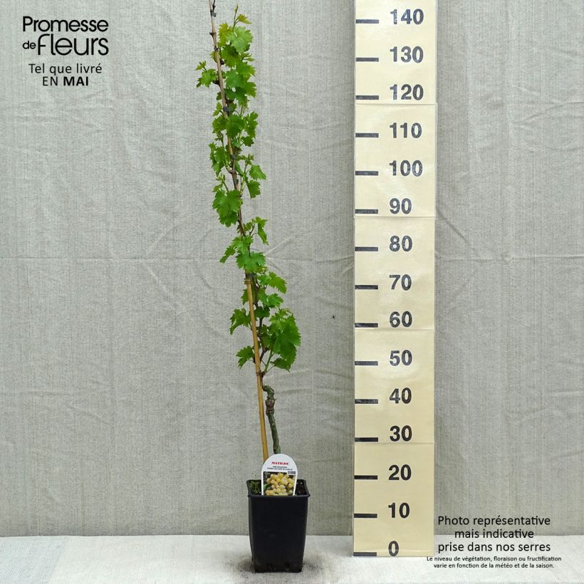 Exemplar von Weinrebe Matilde Topf mit 3L/4L wie im Frühjahr geliefert