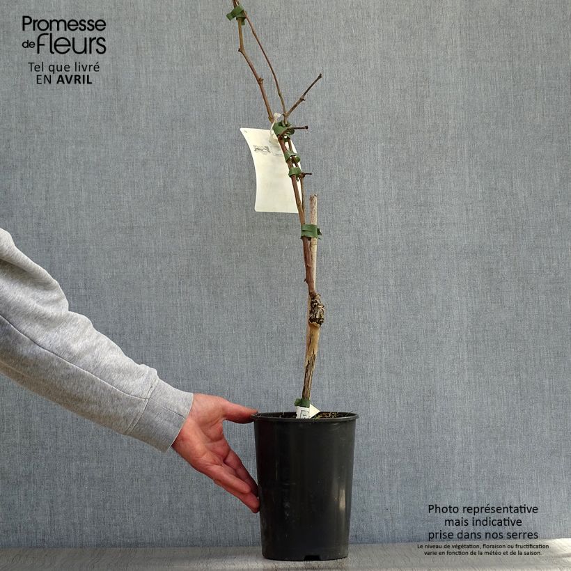 Example of Weinrebe Merlot Topf mit 2L/3L as you get in printemps