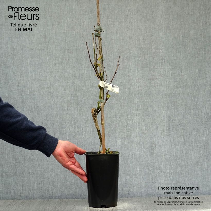 Example of Weinrebe Muscat Blanc à Petits Grains Topf mit 2L/3L as you get in printemps