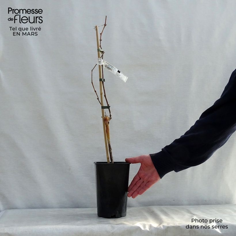 Exemplar von Weinrebe Muscat d'Alexandrie Topf mit 2L/3L wie im Frühjahr geliefert