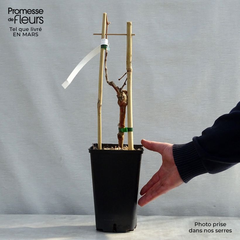 Example of Weinrebe Muscat de Hambourg Topf mit 1,5L/2L as you get in printemps